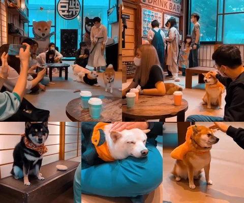 ภาพรีวิว Mame Shiba Cafe • ฮาราจูกุ โตเกียว
