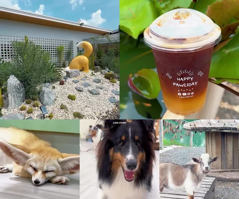 ภาพรีวิว A Cup of Zoo Cafe — คลองหก