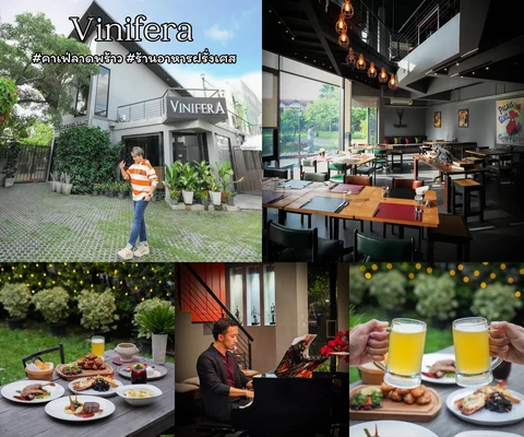 ภาพรีวิว Vinifera • โชคชัย 4