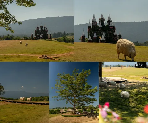 ภาพรีวิว K Hmong Alpaca • เขาใหญ่ — ฟาร์มแกะและอัลปาก้าพร้อมคาเฟ่ท่ามกลางภูเขา