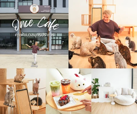 ภาพรีวิว ONCE Cat Café — สมุทรปราการ