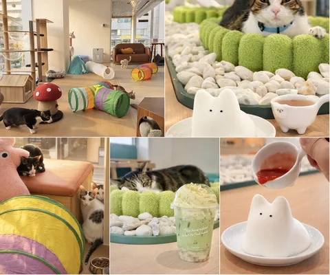 ภาพรีวิว Asok Pethouse Cat Cafe