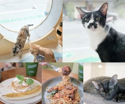 ภาพรีวิว Asok Pethouse Cat Cafe • อโศก