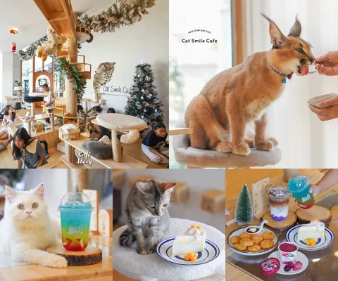 ภาพรีวิว Catsmile Cafe • BOX SPACE รัชโยธิน