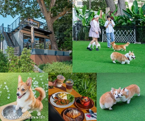 ภาพรีวิว Corg & Koff — ศรีราชา