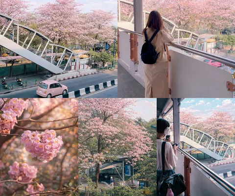 ภาพรีวิว ชมพูพันธุ์ทิพย์ • สวนจตุจักร