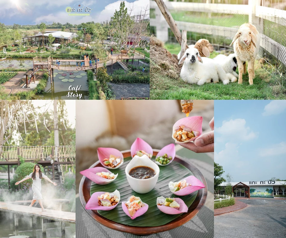รีวิว แกะกะบัว โดย Cafe Story