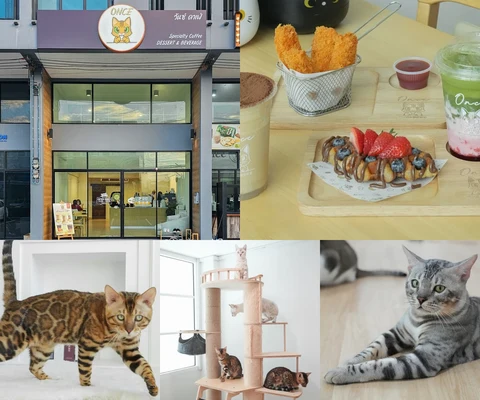 ภาพรีวิว ONCE Cat Cafe • สมุทรปราการ