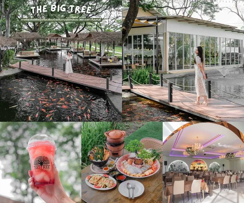 ภาพรีวิว The Big Tree • ท่าอิฐ