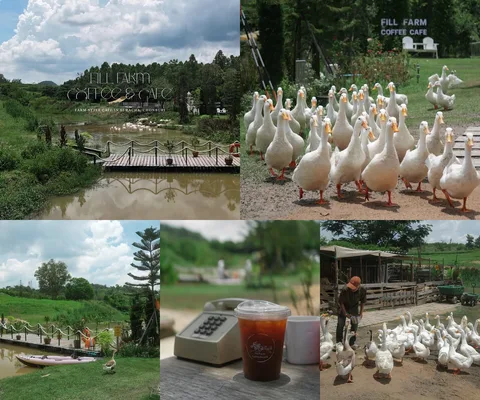 ภาพรีวิว Fill Farm Coffee & Cafe — คาเฟ่ท่ามกลางพื้นที่สีเขียวกับกิจกรรมให้อาหารสัตว์และพายเรือ