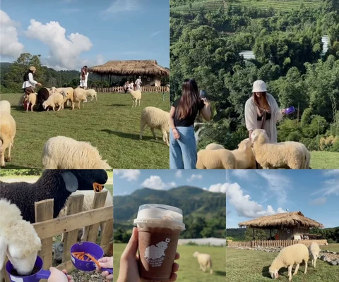 ภาพรีวิว บ้านแกะแม่ขิ • Maekee Sheep House